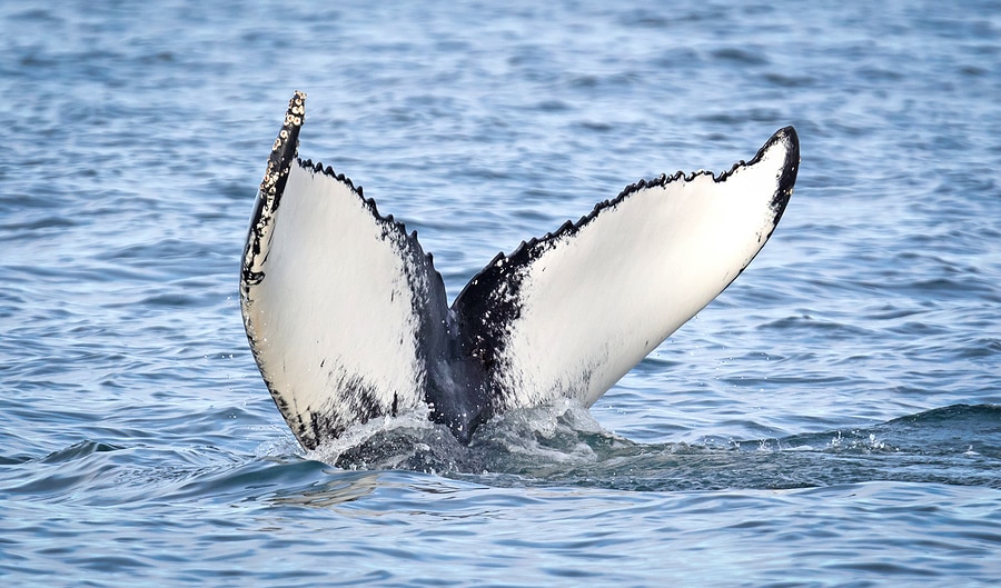 Whale Watching in St. John