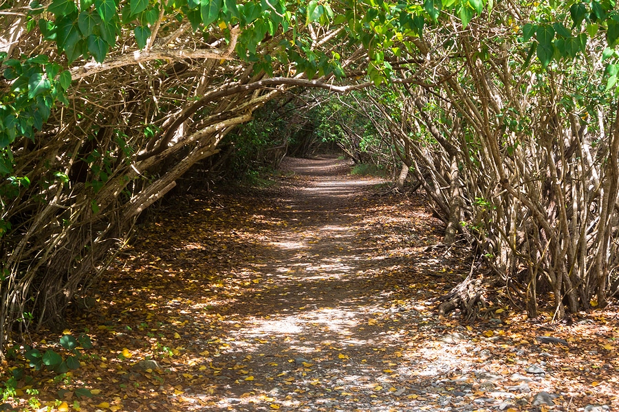 What to Know Before Driving to a St. John Trailhead
